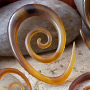 Golden horn oval spirals