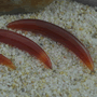 Carnelian septum tusk