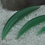 Aventurine septum tusk
