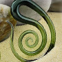 Pyrex glass Mollusk design (Teallusion)